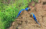 Blue-and-yellow Macaw